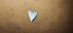 Meganola brunellus