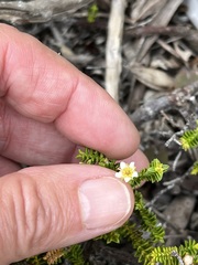 Diosma guthriei