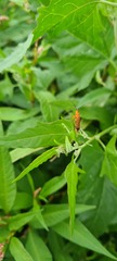 Rhagonycha fulva