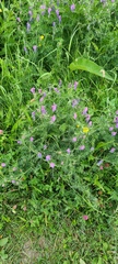 Vicia cracca