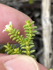 Diosma guthriei