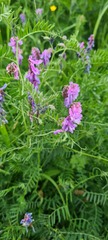 Vicia cracca