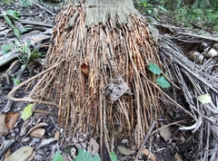 Syagrus romanzoffiana