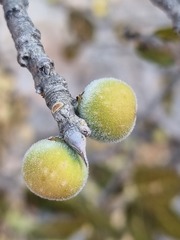 Ficus ingens