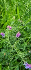 Vicia cracca