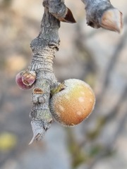 Ficus ingens