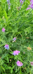 Vicia cracca