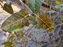 Ficus ingens