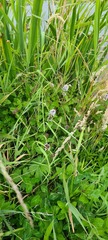 Mentha aquatica