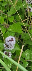 Mentha aquatica