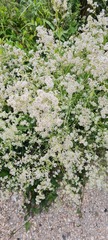 Lepidium latifolium