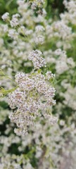 Lepidium latifolium