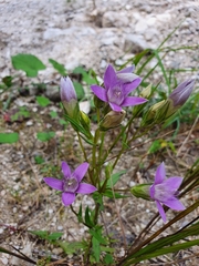 Gentianella aspera