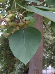 Paulownia tomentosa