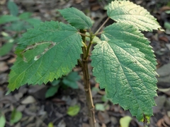 Urera baccifera