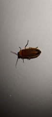 Abscondita