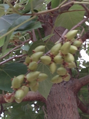 Paulownia tomentosa