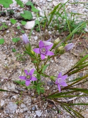Gentianella aspera