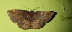 Petelia medardaria