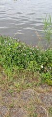 Mentha aquatica