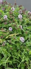 Mentha aquatica