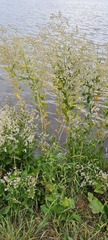 Lepidium latifolium