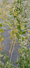 Lepidium latifolium