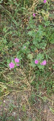 Malva sylvestris
