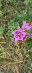 Malva sylvestris