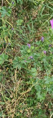 Malva sylvestris