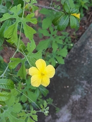 Momordica charantia