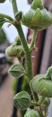 Rhopalapion longirostre