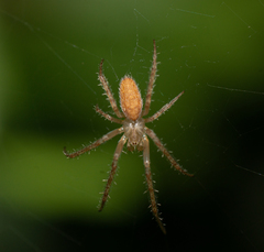Larinia lineata