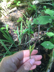 Carex granularis
