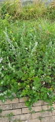 Artemisia vulgaris