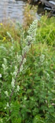 Artemisia vulgaris