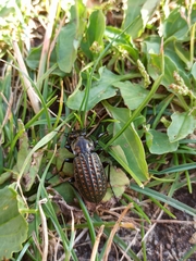 Carabus clatratus