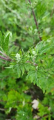 Artemisia vulgaris