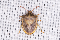 Dendrocoris humeralis