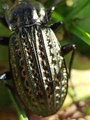 Carabus clatratus