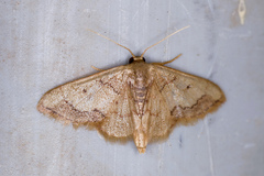 Idaea kendallaria