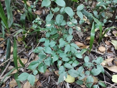 Eugenia uniflora