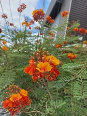 Caesalpinia pulcherrima