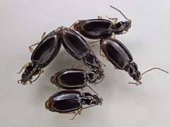 Bembidion iridescens