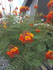Caesalpinia pulcherrima