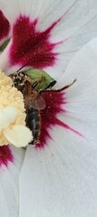 Apis mellifera