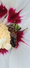 Apis mellifera