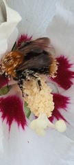 Bombus pascuorum
