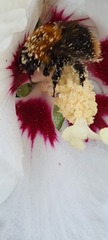 Bombus pascuorum