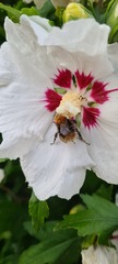 Bombus pascuorum